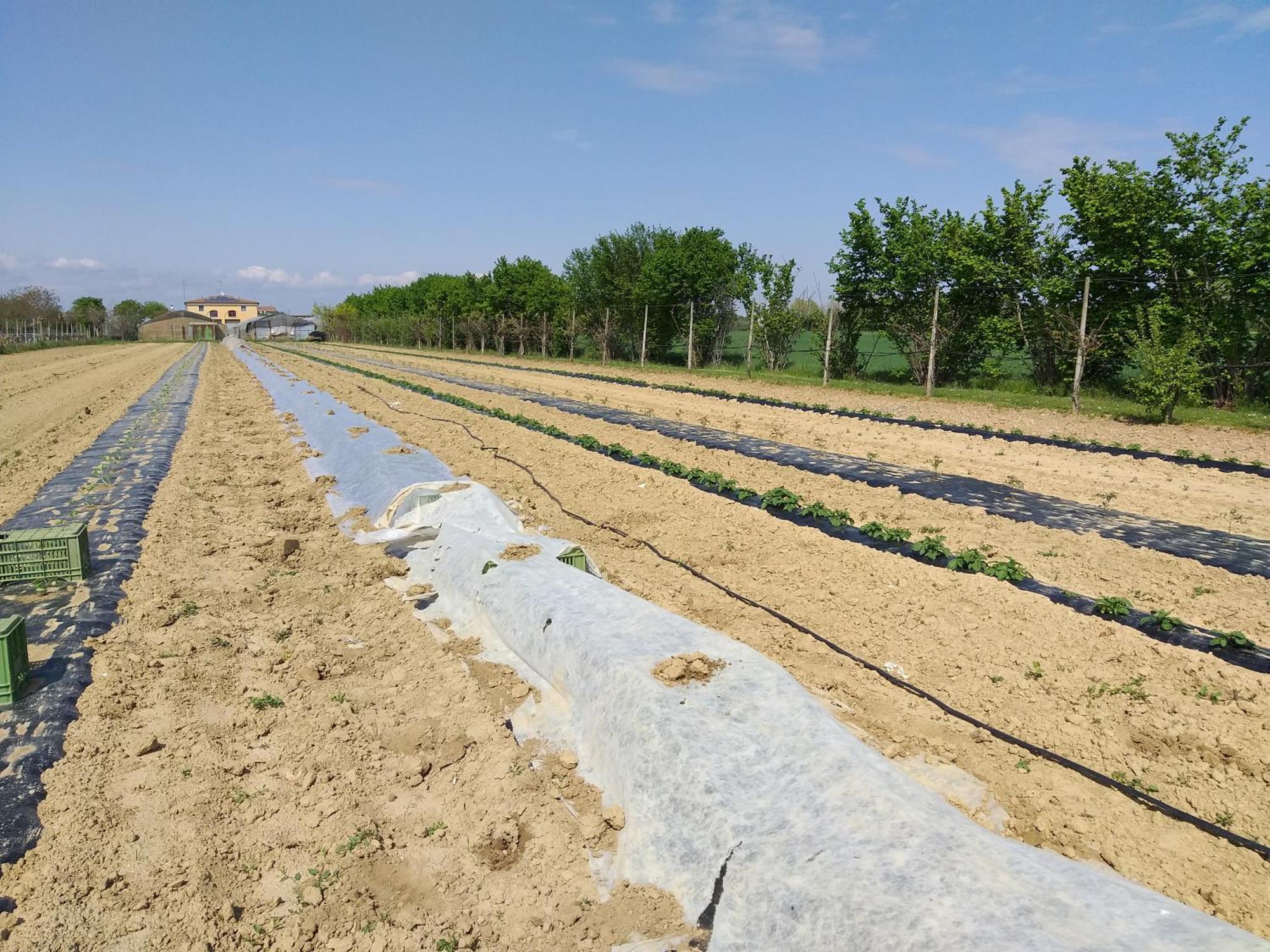 Agriturismo Il Melograno Tessera Dış mekan fotoğraf